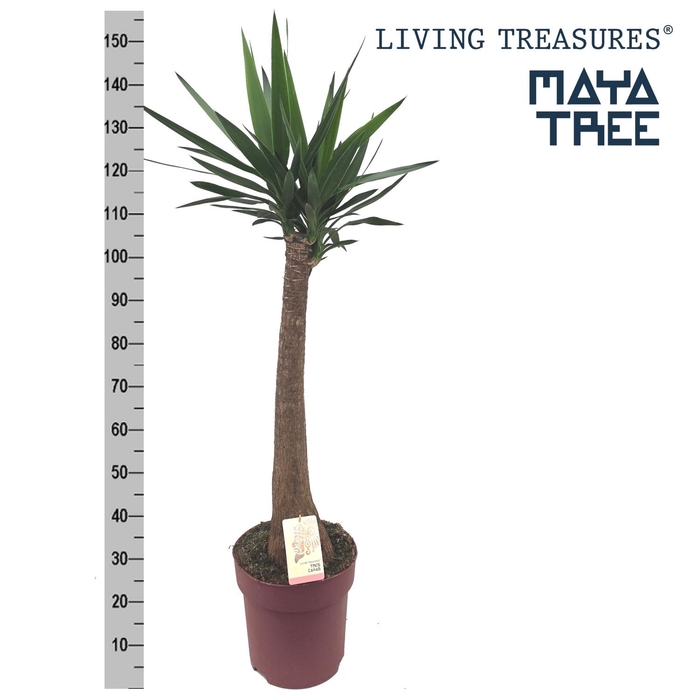 <h4>YUC ELEPHANTIPES</h4>