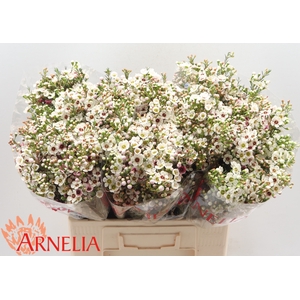 Chamelaucium Janelle