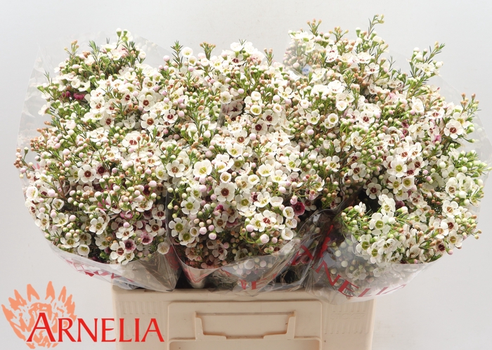 <h4>Chamelaucium Janelle</h4>