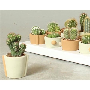 Cactus overig