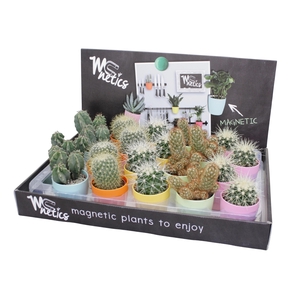 Cactus mix 5,5 cm in magnetic kleur pot