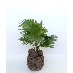 LIVISTONA ROTUNDIFOL