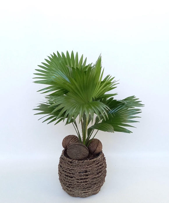 <h4>Livistona in gevlochten caryota pot</h4>