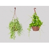 DISCHIDIA C21 VARIADO