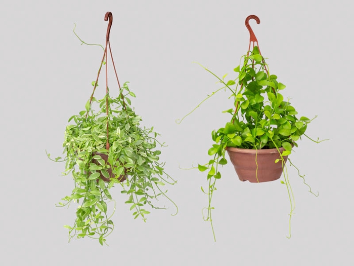 DISCHIDIA C21 VARIADO
