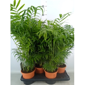 Chamaedorea elegans