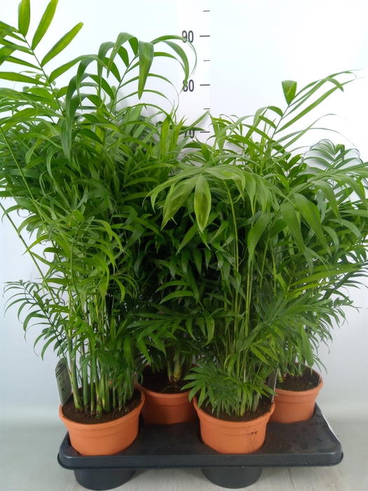 <h4>Chamaedorea elegans</h4>
