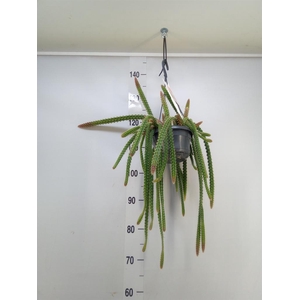 Aporocactus flagelliformis