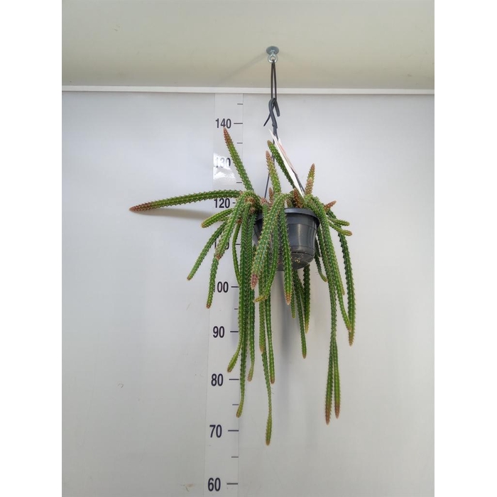 <h4>Aporocactus flagelliformis</h4>