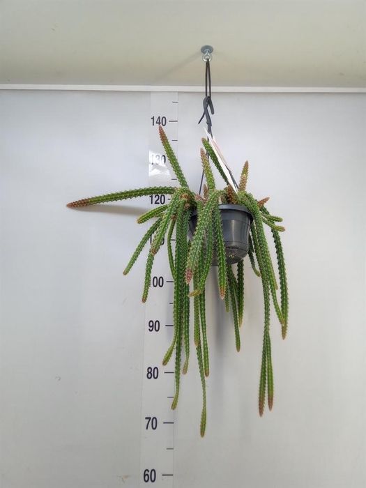 <h4>Aporocactus flagelliformis</h4>