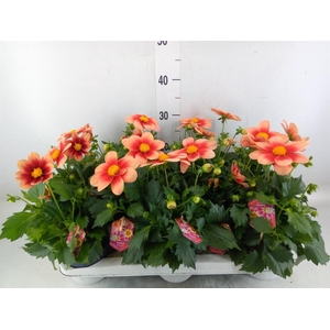 Dahlia  'Summerbees Salmon bico'