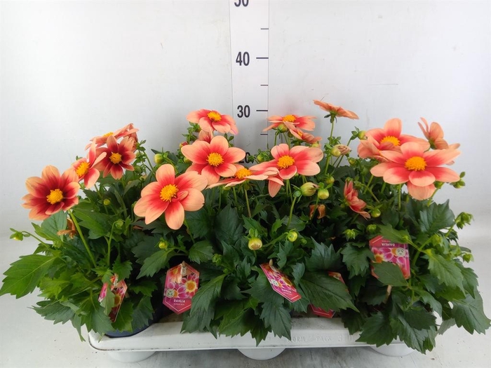 <h4>Dahlia  'Summerbees Salmon bico'</h4>