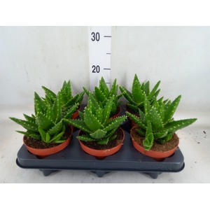 Aloe perfoliata
