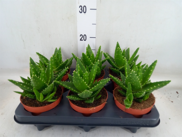 <h4>Aloe perfoliata</h4>
