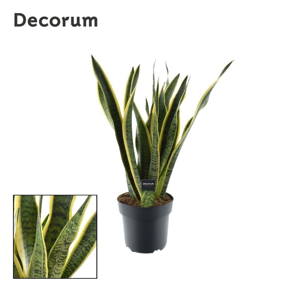 <h4>Sansevieria Laurentii (Decorum)</h4>