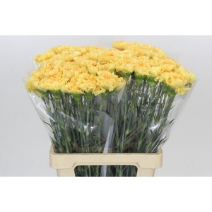 Dianthus St Reina Oro