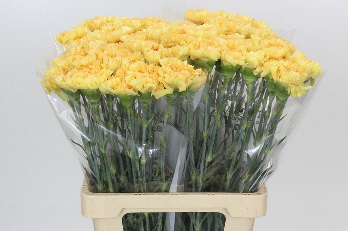 Dianthus St Reina Oro