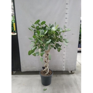 Ficus benghalensis 'Audrey'