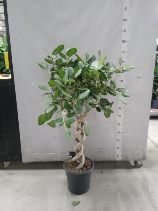 <h4>Ficus benghalensis 'Audrey'</h4>