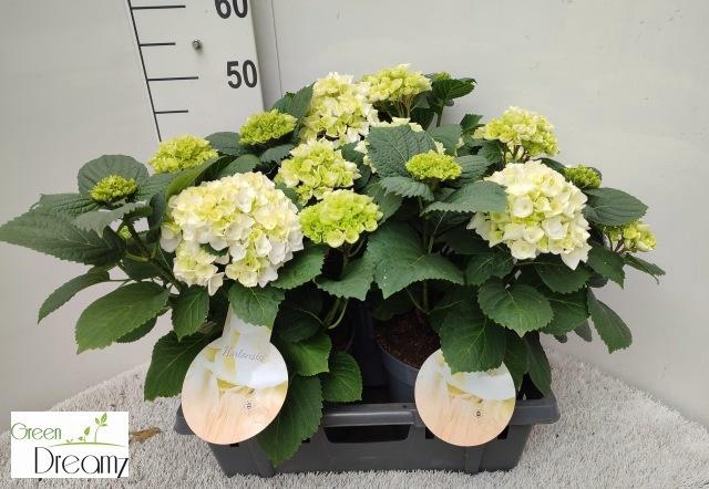 <h4>HYDR M HI WHITE SUN</h4>