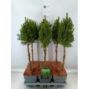 Picea glauca 'Perfecta'
