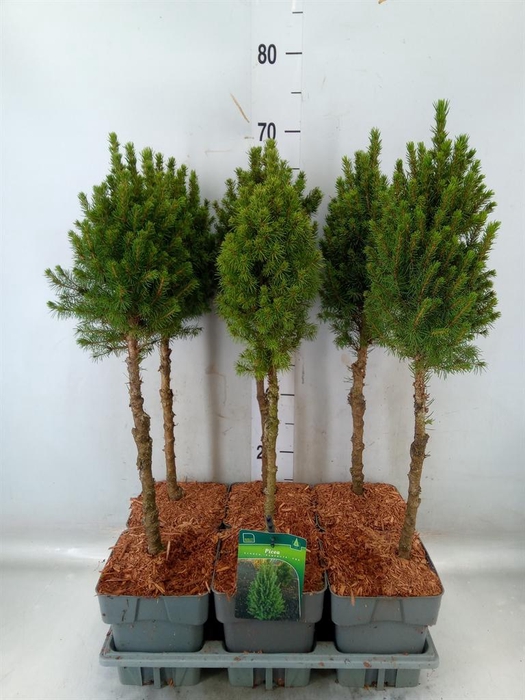 <h4>Picea glauca 'Perfecta'</h4>