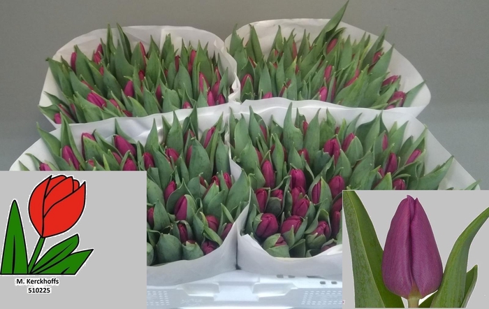 <h4>TU EN PURPLE PRINCE</h4>