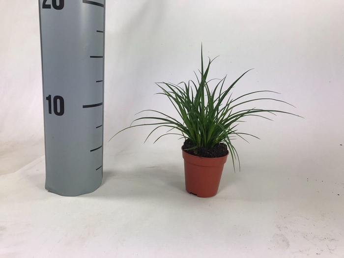 <h4>Carex brunnea</h4>