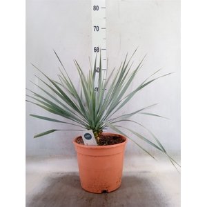Yucca rostrata