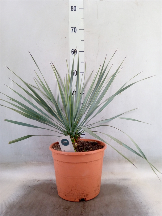 <h4>Yucca rostrata</h4>