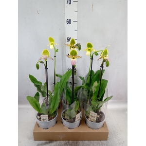 Paphiopedilum multiflower   ...mix