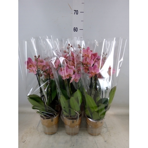 Phalaenopsis multi. 'Ant Treviso'