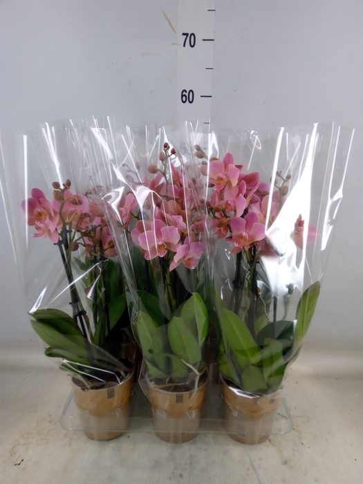 <h4>Phalaenopsis multi. 'Ant Treviso'</h4>