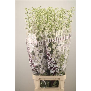 Delph El Dewi White Smile