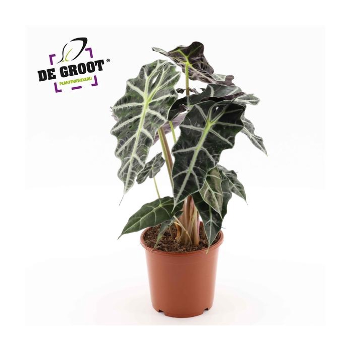 <h4>Alocasia 'Polly'</h4>