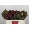 Leucadendron Senorita
