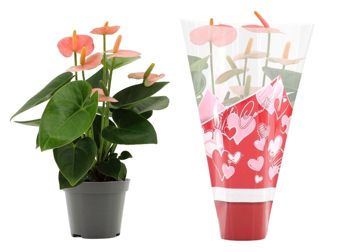 Anthurium Spirit in Couture heart sleeve