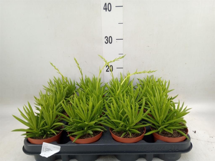 <h4>Peperomia ferreyrae 'Happy-Bean'</h4>