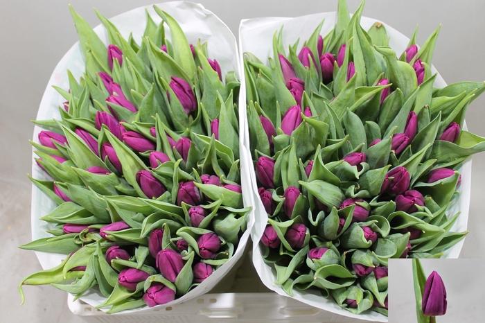 <h4>TU EN PURPLE PRINCE</h4>