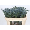 Eryngium Blue Dynamite