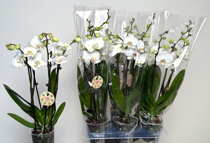 <h4>PHAL OV WIT</h4>