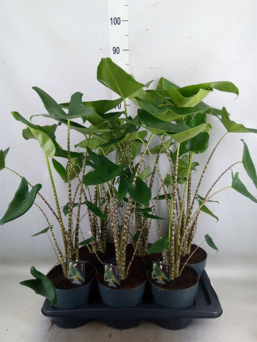 <h4>Alocasia zebrina</h4>