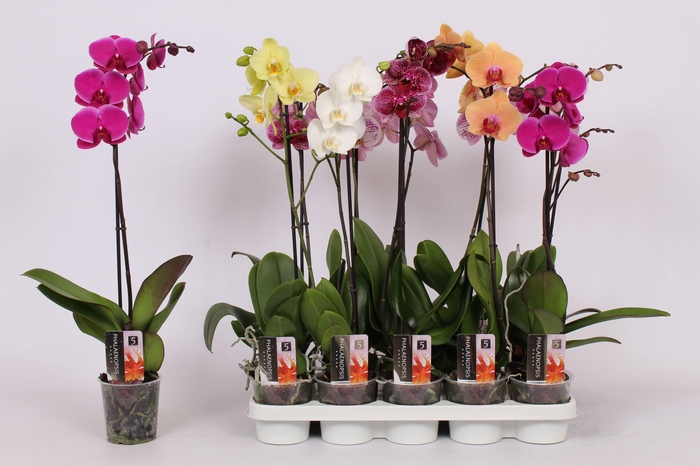 <h4>Phal Gem 5 Kl</h4>