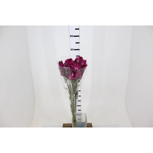 ALSTROEMERIA REAL 080 CM