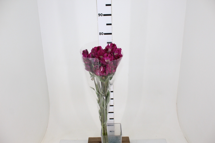 ALSTROEMERIA REAL 080 CM