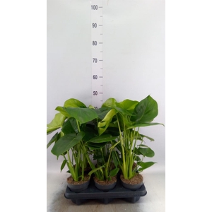 Monstera delic.