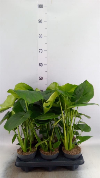 <h4>Monstera delic.</h4>
