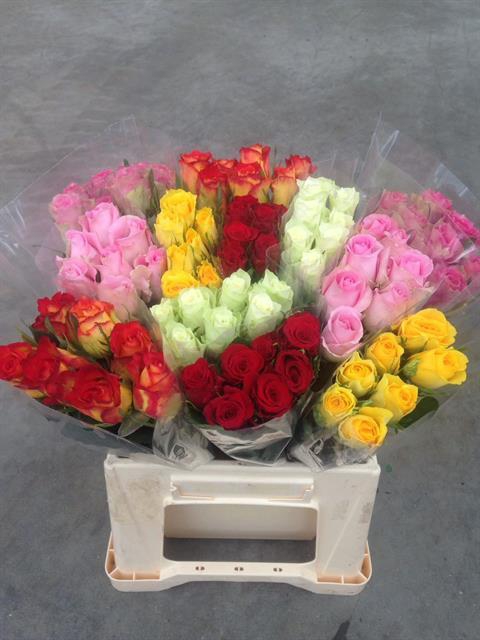 <h4>R GR GEM IN FUST</h4>