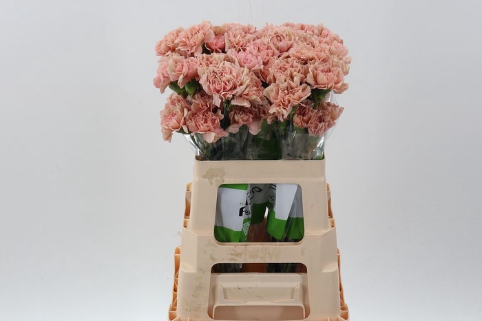 <h4>Dianthus ST 'Caramel'</h4>