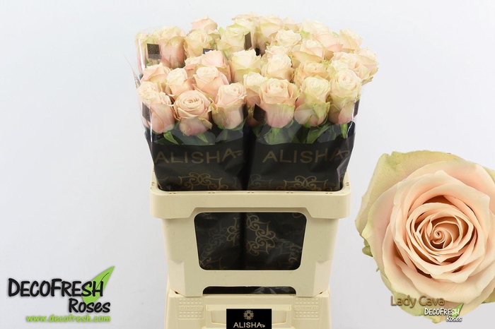 <h4>R Gr Lady cava</h4>